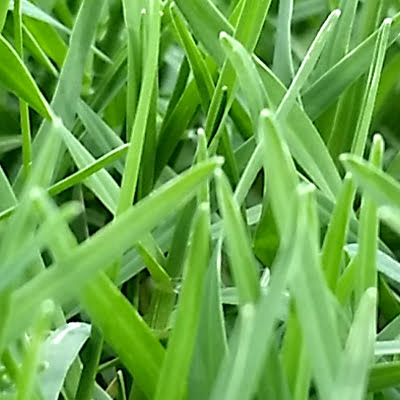 wintergreen turf
