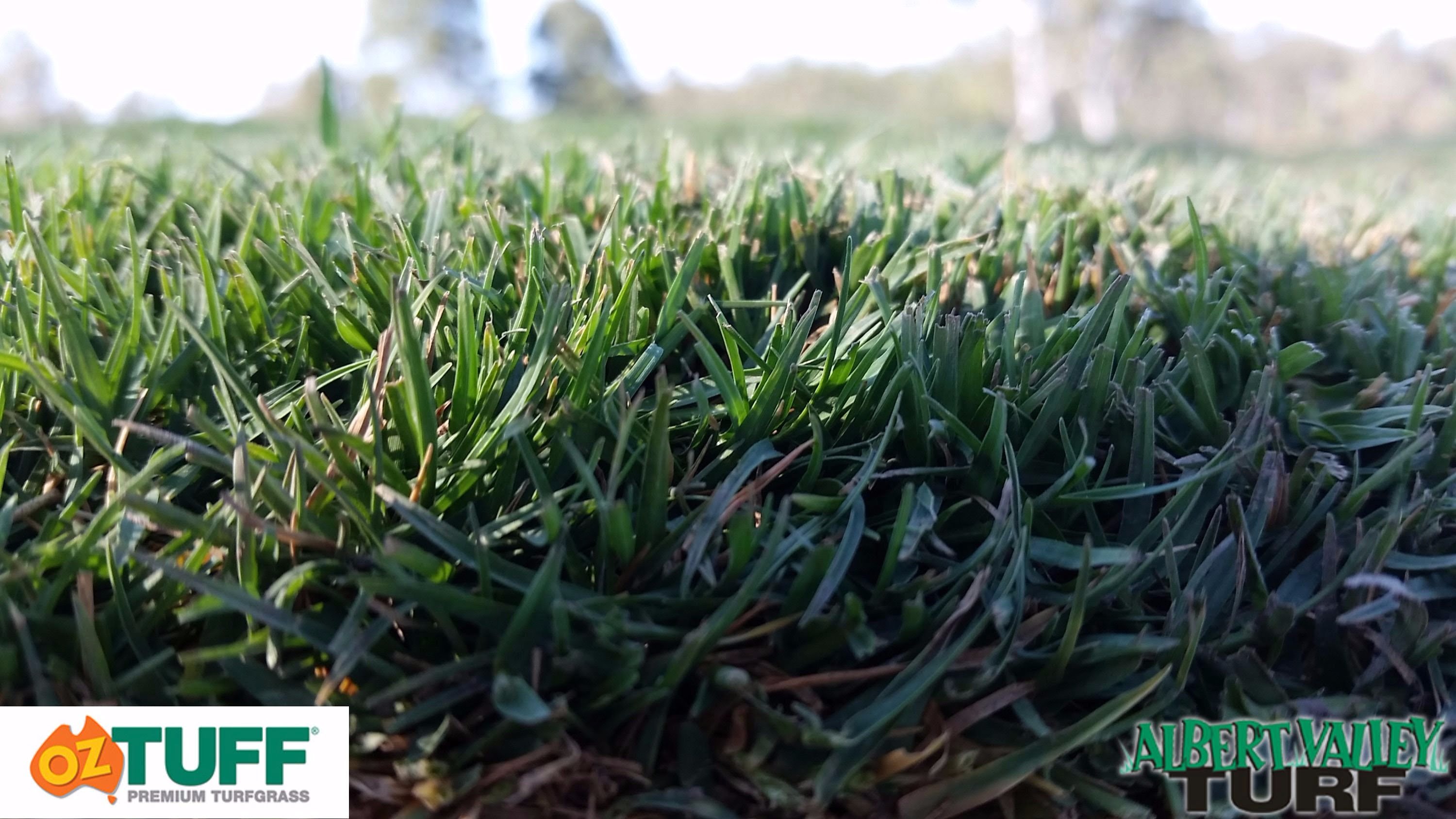 Oz Tuff turf up close
