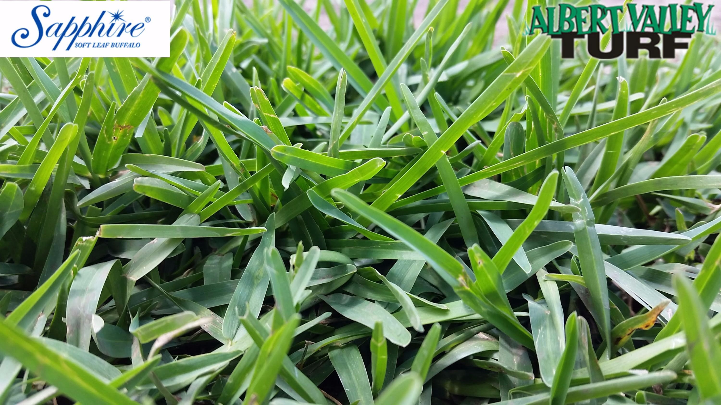 Soft leaf of the Sapphire Soft Leaf Buffalo turf close up