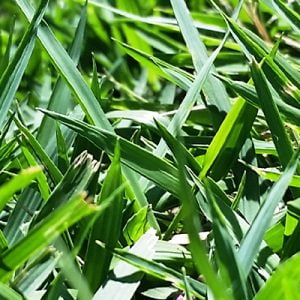 empire turf