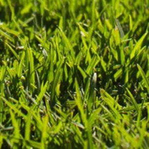 oz tuff grass