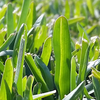 sapphire-turf-grass