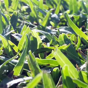Turf near me