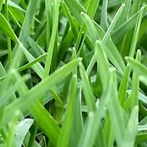wintergreen turf grass
