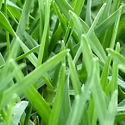 Superior Turf And Grass Suppliers Installers Albert Valley Turf