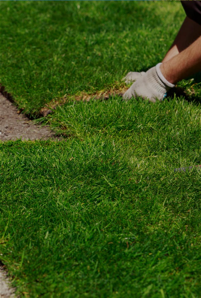turf supplier