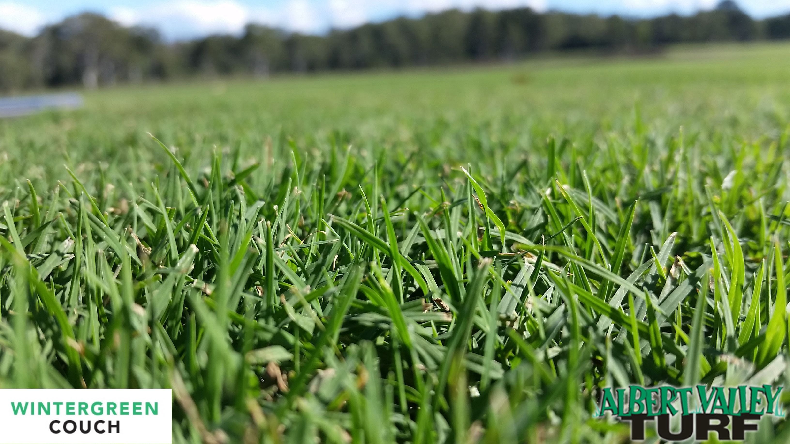 Wintergreen couch turf close up