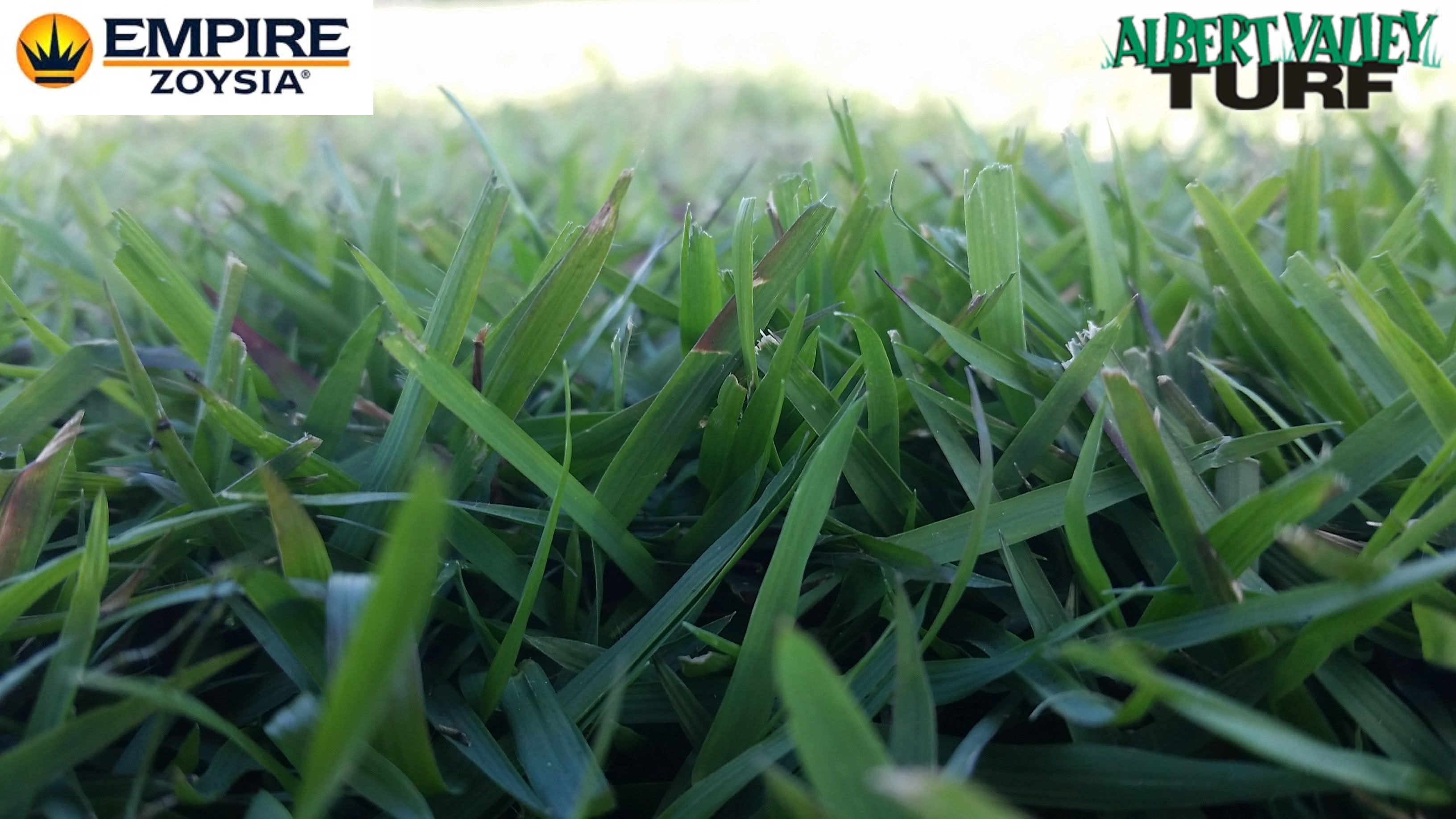 Empire Zoysia turf close up