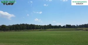 Wintergreen couch lawn and turf extending into the distance