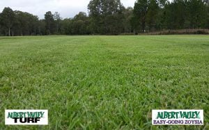 Albert Valley Easy going zoysia grass turf with trees in the background