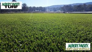 Soft leaf buffalo turf stretching into the background