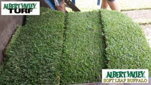 Soft leaf buffalo turf stacked on top of each other