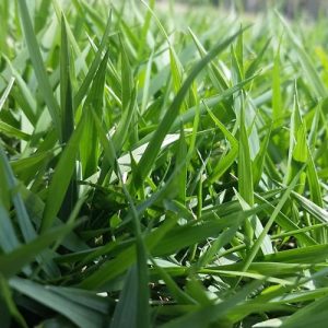 turf Gold Coast
