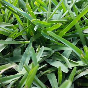 Turf gold coast