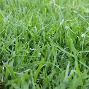 Gold coast turf supplier