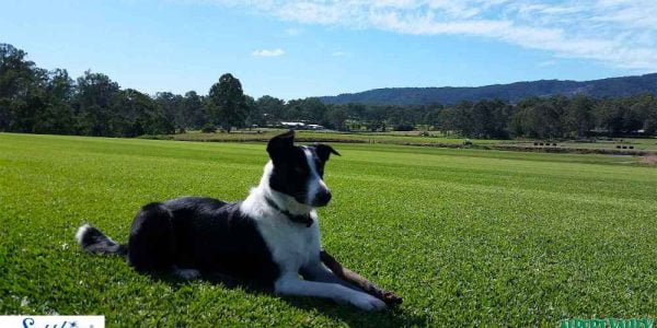 Jill loves relaxing on the Sapphire paddock