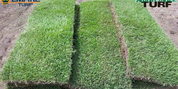 Empire zoysia pallet