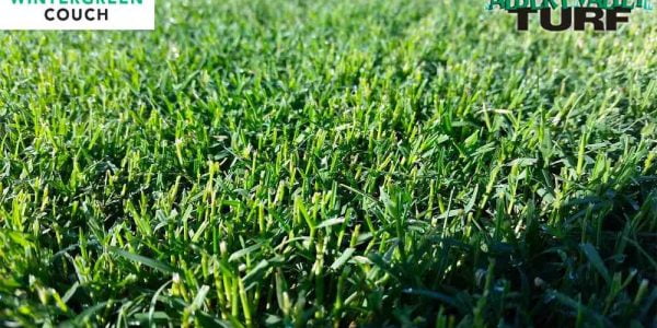 Wintergreen Couch up close in the paddock