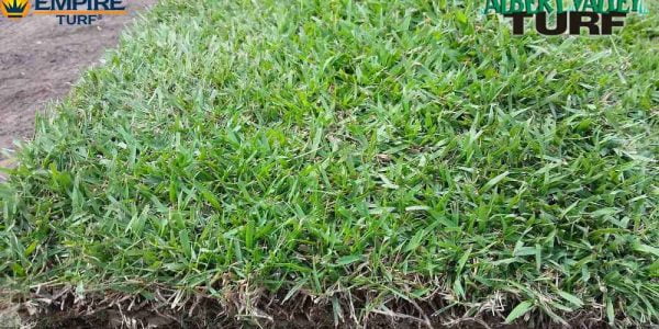 Empire Zoysia slab