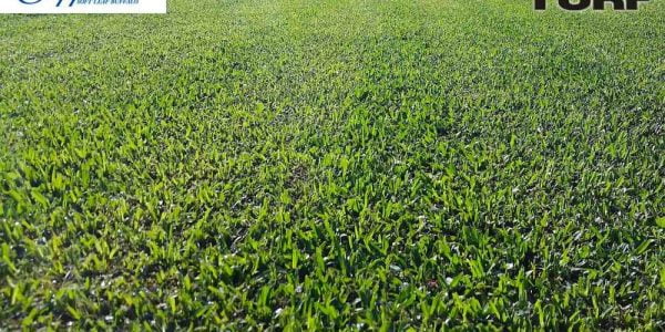 Our Sapphire Soft Leaf Buffalo paddock