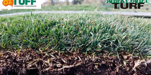 Oz Tuff root system