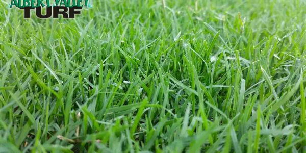 Wintergreen Couch in the paddock before it has been mowed