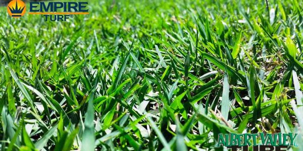 Empire Zoysia