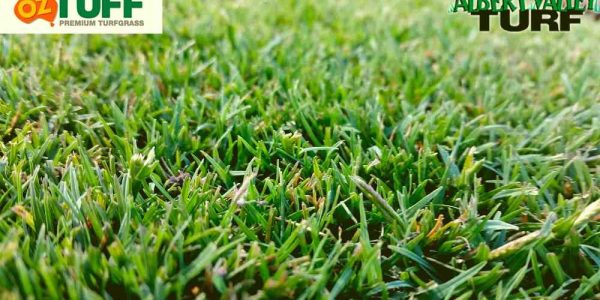 Oz Tuff fine leaf blades with superior green colour