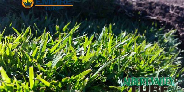 Empire Zoysia before harvest