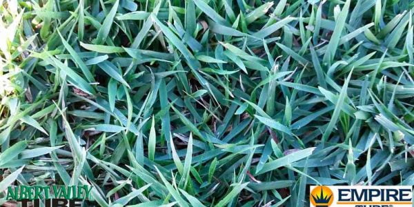 Empire Zoysia