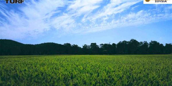 The Empire Zoysia field