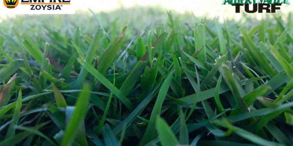 Empire Zoysia close up on a shady day