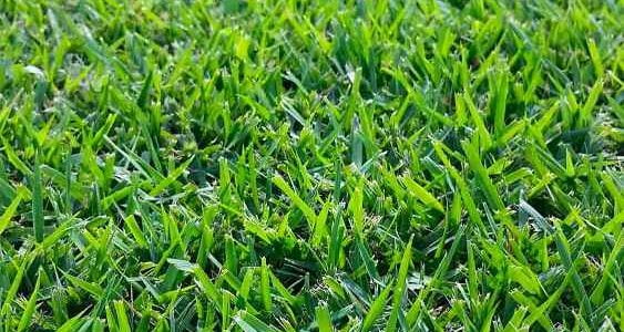 Our lush green Empire Zoysia Paddocks