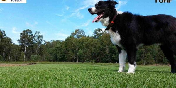 Jack’s afternoon walk