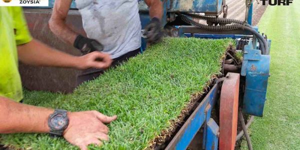 Empire Zoysia being harvested by Joe and Zayden
