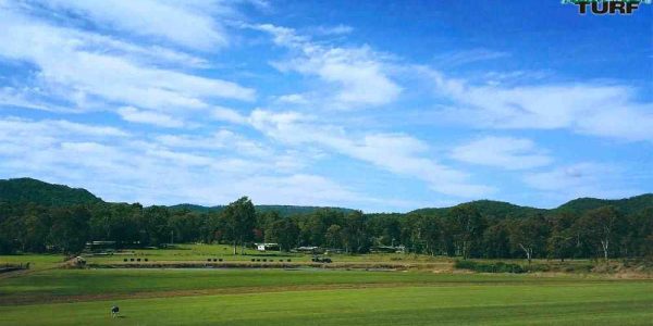 Another shot of the farm from up at the Zoysia paddocks