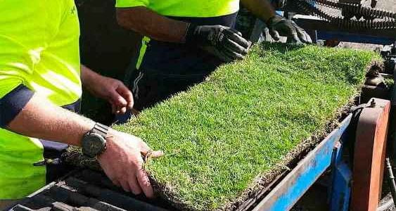 Only the best quality turf goes on the pallet