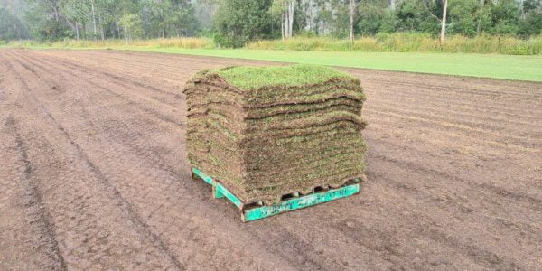 Albert Valley Easy-Going Zoysia