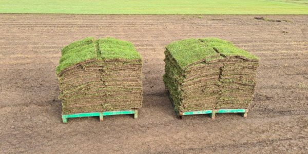 Albert Valley Easy-Going Zoysia