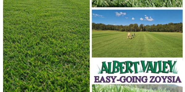 AVT Easy-Going Zoysia