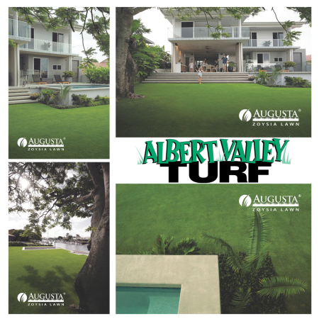 Augusta Zoysia Collage Augusta Zoysia