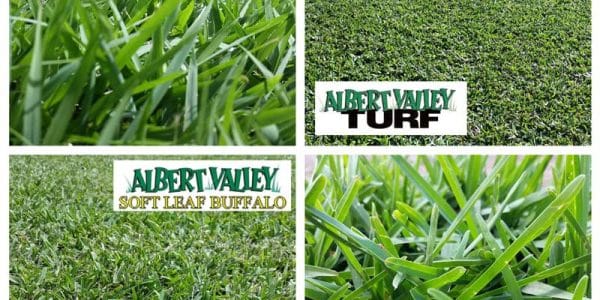 AVT soft leaf buffalo